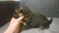 CHIOT